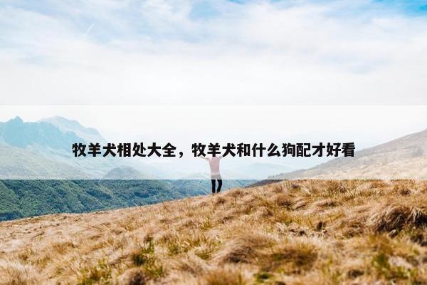 牧羊犬相处大全，牧羊犬和什么狗配才好看