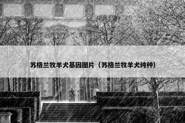 苏格兰牧羊犬基因图片（苏格兰牧羊犬纯种）