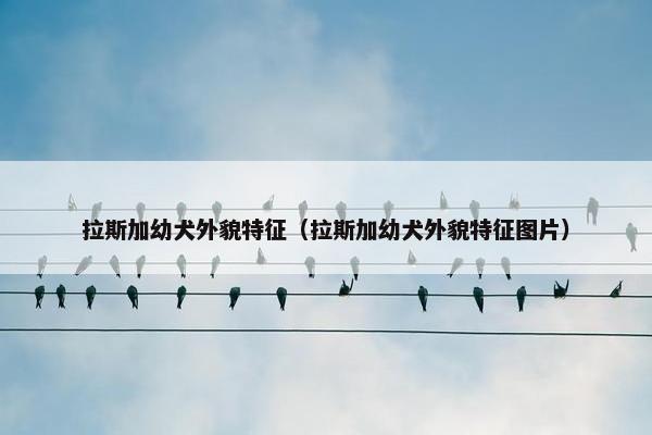 拉斯加幼犬外貌特征（拉斯加幼犬外貌特征图片）