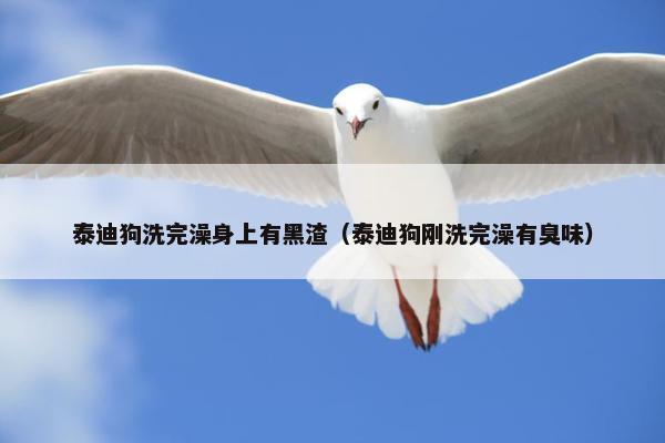 泰迪狗洗完澡身上有黑渣（泰迪狗刚洗完澡有臭味）