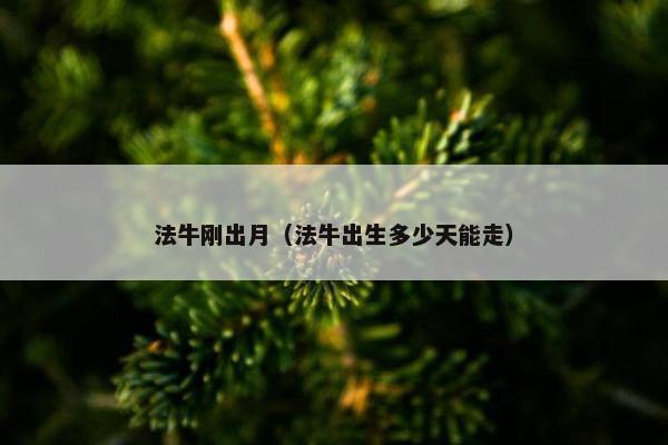 法牛刚出月（法牛出生多少天能走）