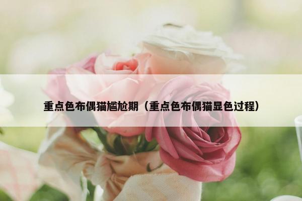 重点色布偶猫尴尬期（重点色布偶猫显色过程）