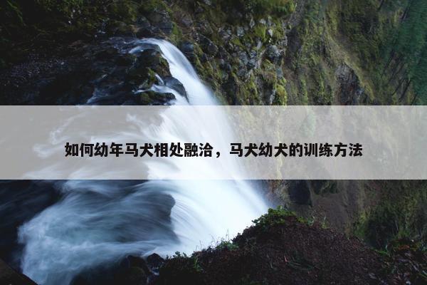 如何幼年马犬相处融洽，马犬幼犬的训练方法
