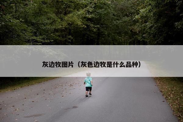 灰边牧图片（灰色边牧是什么品种）