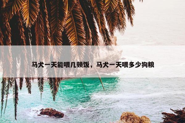 马犬一天能喂几顿饭，马犬一天喂多少狗粮