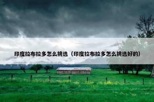 印度拉布拉多怎么挑选（印度拉布拉多怎么挑选好的）