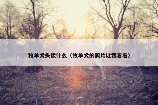 牧羊犬头像什么（牧羊犬的照片让我看看）