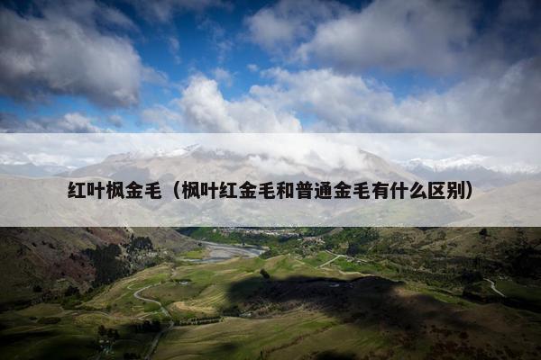 红叶枫金毛（枫叶红金毛和普通金毛有什么区别）