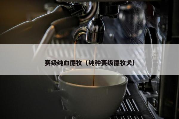 赛级纯血德牧（纯种赛级德牧犬）