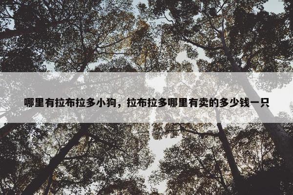 哪里有拉布拉多小狗，拉布拉多哪里有卖的多少钱一只