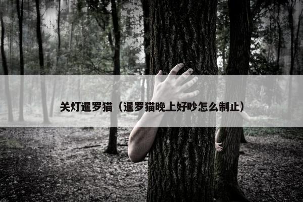 关灯暹罗猫（暹罗猫晚上好吵怎么制止）