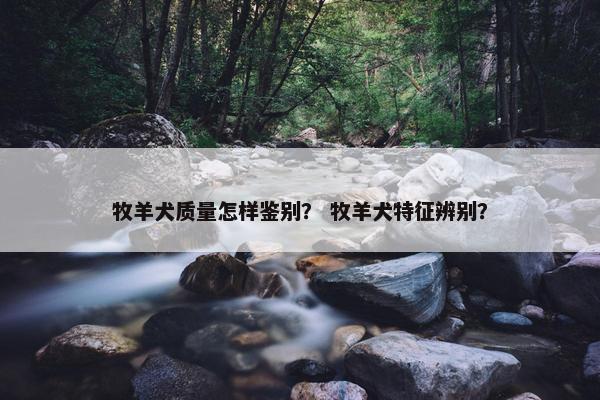 牧羊犬质量怎样鉴别？ 牧羊犬特征辨别？