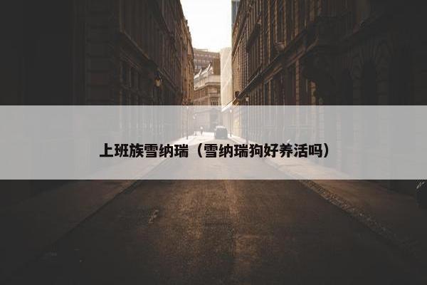 上班族雪纳瑞（雪纳瑞狗好养活吗）