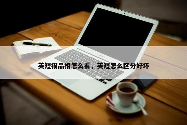 英短猫品相怎么看，英短怎么区分好坏
