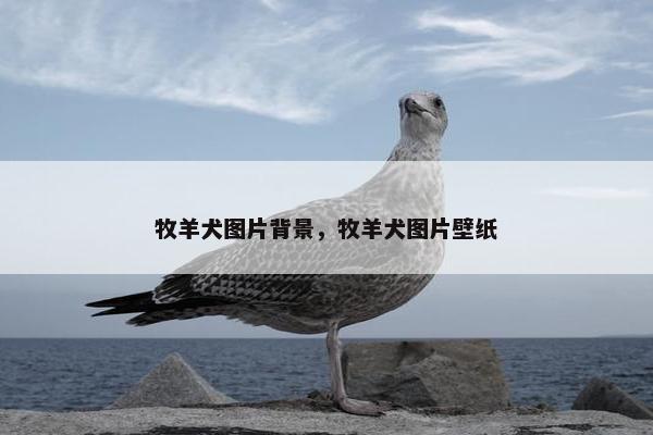 牧羊犬图片背景，牧羊犬图片壁纸