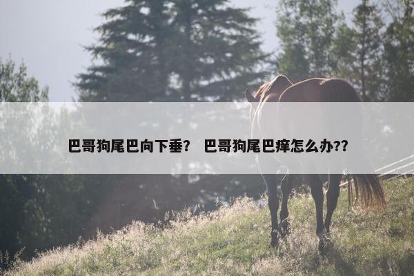 巴哥狗尾巴向下垂？ 巴哥狗尾巴痒怎么办?？