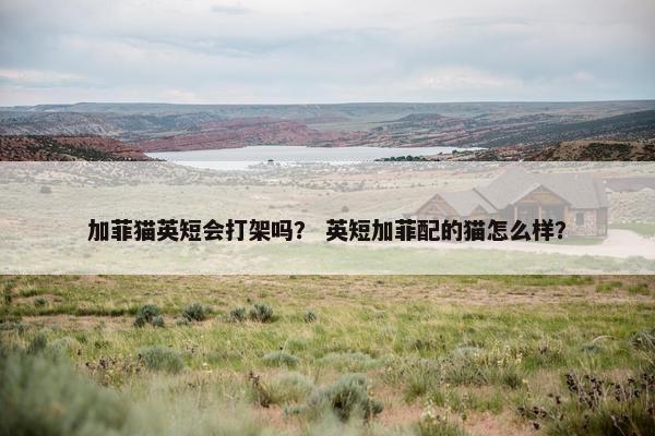加菲猫英短会打架吗？ 英短加菲配的猫怎么样？