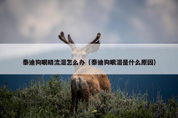 泰迪狗眼睛流泪怎么办（泰迪狗眼泪是什么原因）