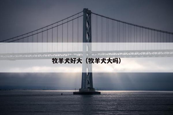 牧羊犬好大（牧羊犬大吗）