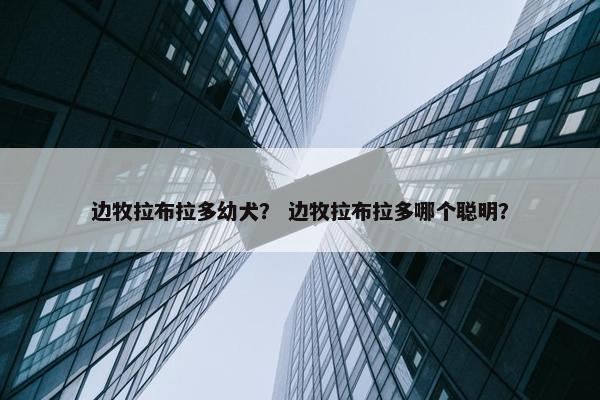 边牧拉布拉多幼犬？ 边牧拉布拉多哪个聪明？