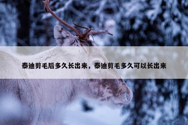 泰迪剪毛后多久长出来，泰迪剪毛多久可以长出来