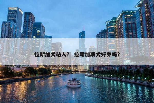 拉斯加犬粘人？ 拉斯加斯犬好养吗？