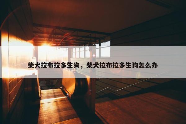 柴犬拉布拉多生狗，柴犬拉布拉多生狗怎么办