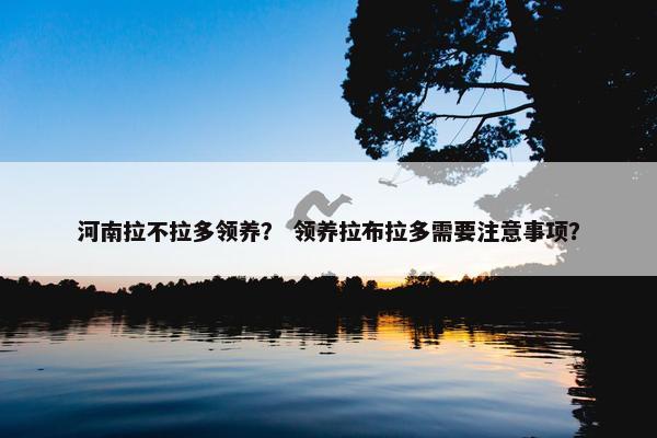 河南拉不拉多领养？ 领养拉布拉多需要注意事项？
