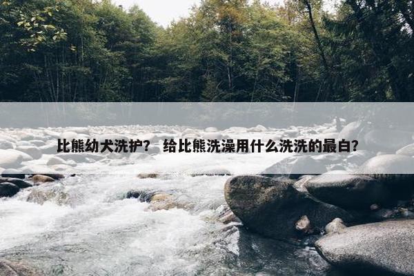 比熊幼犬洗护？ 给比熊洗澡用什么洗洗的最白？