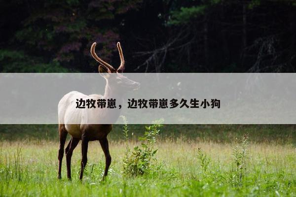 边牧带崽，边牧带崽多久生小狗