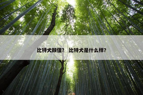 比特犬颜值？ 比特犬是什么样？