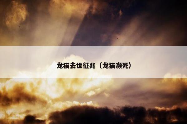 龙猫去世征兆（龙猫濒死）
