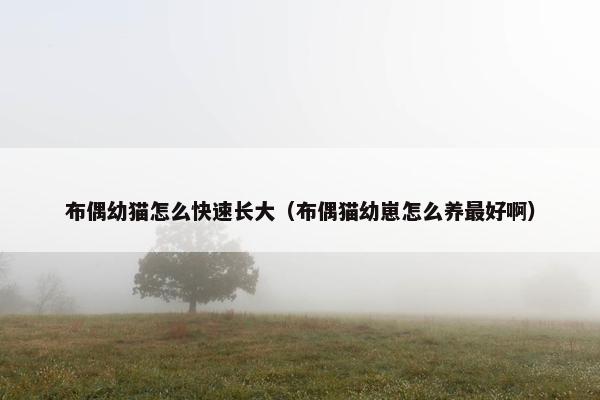 布偶幼猫怎么快速长大（布偶猫幼崽怎么养最好啊）