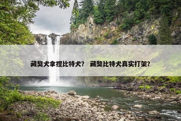 藏獒犬拿捏比特犬？ 藏獒比特犬真实打架？