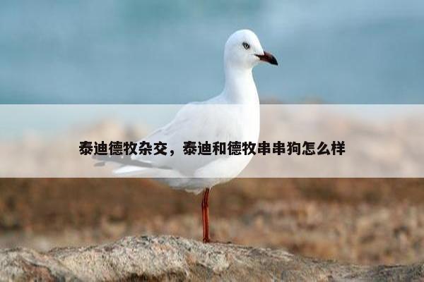 泰迪德牧杂交，泰迪和德牧串串狗怎么样