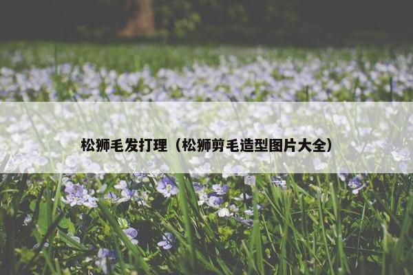 松狮毛发打理（松狮剪毛造型图片大全）