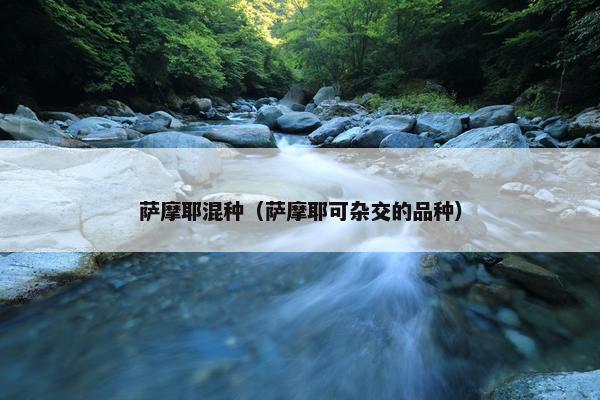 萨摩耶混种（萨摩耶可杂交的品种）