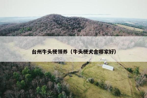 台州牛头梗领养（牛头梗犬舍哪家好）