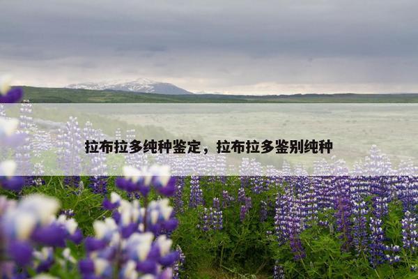 拉布拉多纯种鉴定，拉布拉多鉴别纯种