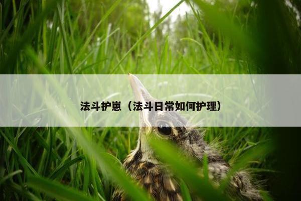 法斗护崽（法斗日常如何护理）