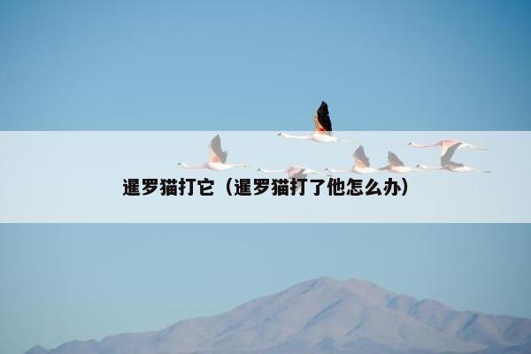 暹罗猫打它（暹罗猫打了他怎么办）