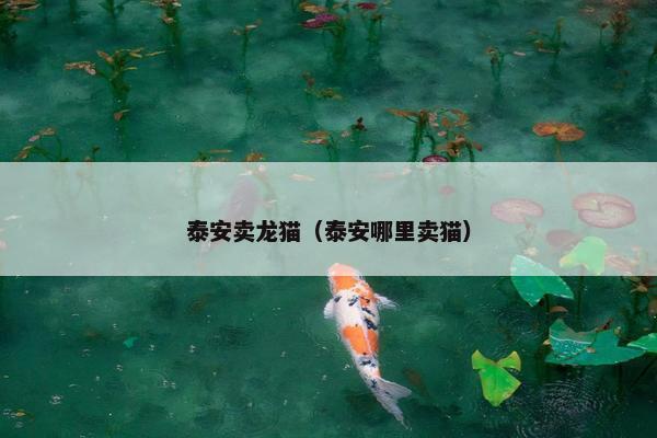 泰安卖龙猫（泰安哪里卖猫）
