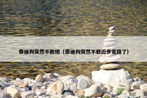 泰迪狗突然不敢地（泰迪狗突然不敢迈步走路了）