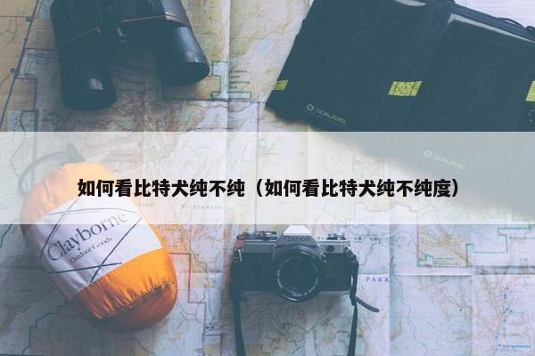 如何看比特犬纯不纯（如何看比特犬纯不纯度）
