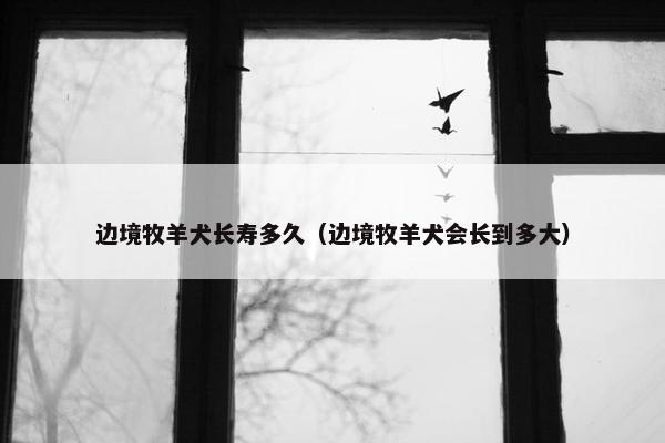 边境牧羊犬长寿多久（边境牧羊犬会长到多大）