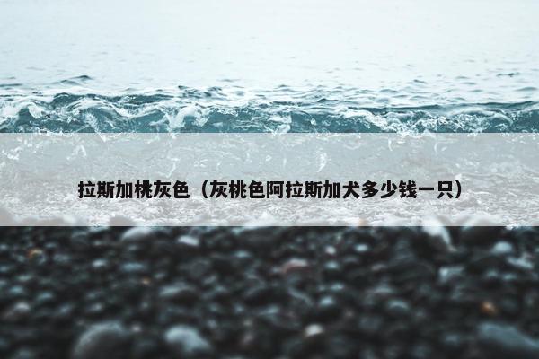 拉斯加桃灰色（灰桃色阿拉斯加犬多少钱一只）