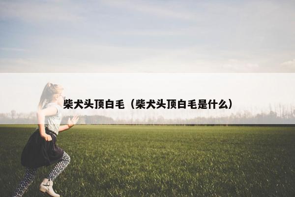 柴犬头顶白毛（柴犬头顶白毛是什么）