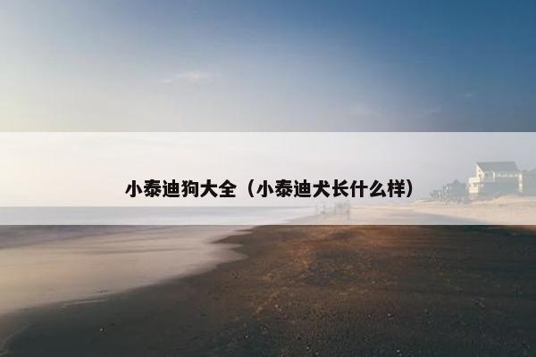 小泰迪狗大全（小泰迪犬长什么样）