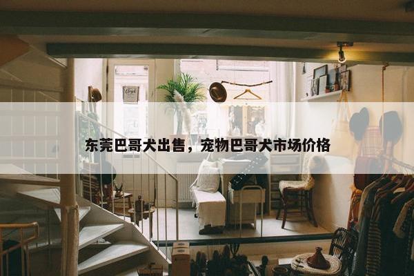 东莞巴哥犬出售，宠物巴哥犬市场价格