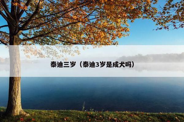 泰迪三岁（泰迪3岁是成犬吗）